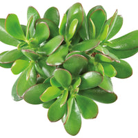2x Succulente Plante de jade Crassula 'Magical Tree' vert