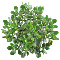 2x Succulente Plante de jade Crassula 'Magic'