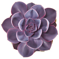 3x Succulente Echeveria 'Purple Pearl'