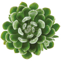 3x Succulente Echeveria setosa