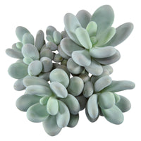 2x Succulente Pachyphytum oviferum