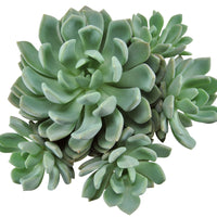 3x Succulente Pachyveria scheideckeri