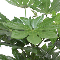 Aralie Fatsia japonica
