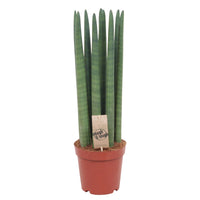 Langue de belle-mère Sansevieria 'Straight'