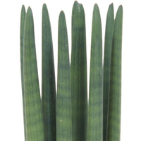Langue de belle-mère Sansevieria 'Straight'