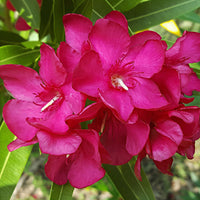 Nerium  oleander Rouge-Rose