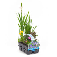 6x Plantes de bassin à fleurs - Mélange