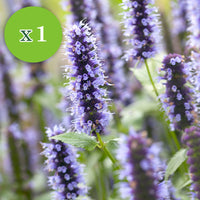 7x Vivaces - Mélange 'Colourful Butterflies' rose-violet-bleu - Plants à racines nues