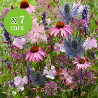 7x Vivaces - Mélange 'Colourful Butterflies' rose-violet-bleu - Plants à racines nues