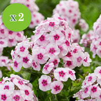 16x Vivaces - Mélange 'Colours & Bees' rose-violet - Plants à racines nues
