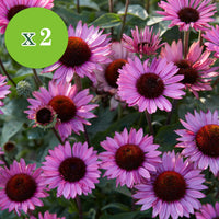16x Vivaces - Mélange 'Colours & Bees' rose-violet - Plants à racines nues