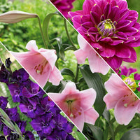 30x Bulbes de fleurs - Mélange 'Hello Summer!' violet