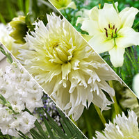 30x Bulbes de fleurs - Mélange 'Hello Summer!' blanc