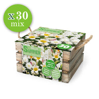 30x Bulbes de fleurs - Mélange 'Hello Summer!' blanc