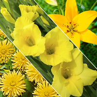 30x Bulbes de fleurs - Mélange 'Hello Summer!' jaune