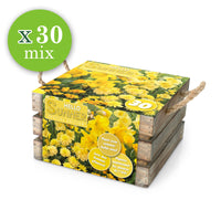 30x Bulbes de fleurs - Mélange 'Hello Summer!' jaune