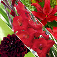 30x Bulbes de fleurs - Mélange 'Hello Summer!' rouge