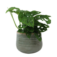 Plante à trous Monstera 'Monkey Leaf' avec pot décoratif  - Plante suspendue