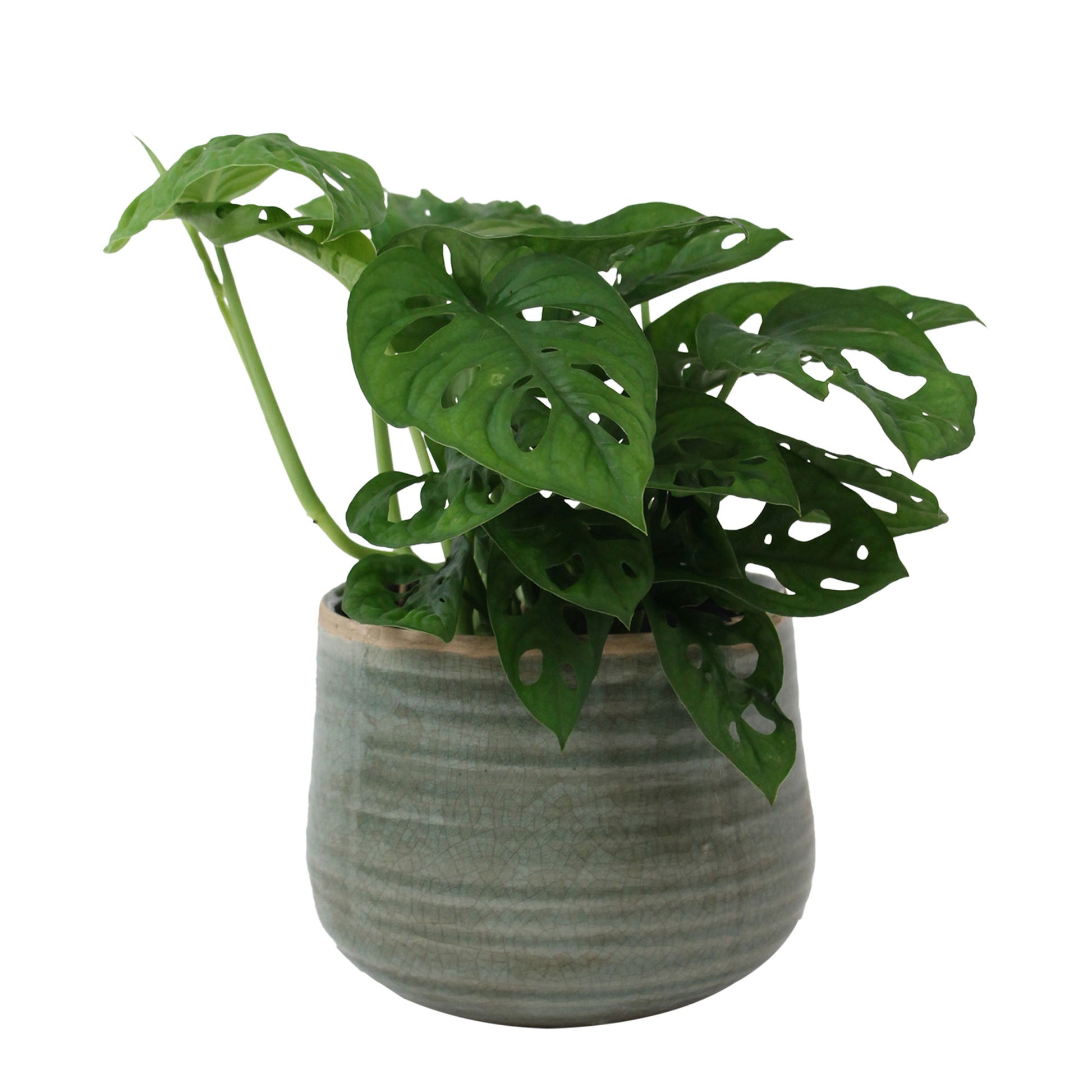 philodendron feuilles trouées Plante à trous Monstera 'Monkey Leaf' avec pot décoratif