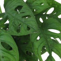 Plante à trous Monstera 'Monkey Leaf' avec pot décoratif  - Plante suspendue