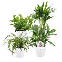 4x Plantes purificatrices d'air - Mélange  incl. Cache-pots Elho Blanc