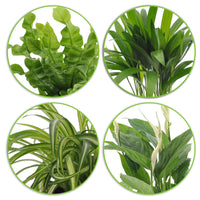 Plantes purificatrices d'air - Mélange 'Zuiverend Groen' Avec cache-pots