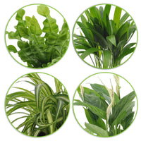 4x Plantes purificatrices d'air - Mélange 'Frisse Lucht' Avec cache-pots