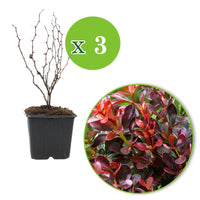 3x Épine-vinette 'Admiration' rouge