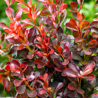 3x Épine-vinette 'Admiration' rouge