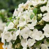 Hortensia paysan Hydrangea 'Runaway Bride' Blanc