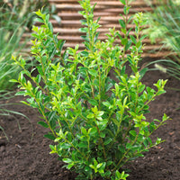 6x Houx du Japon 'Kanehirae'