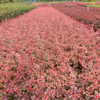 3x Épine-vinette 'Natasza' rose