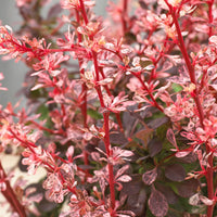 3x Épine-vinette 'Natasza' rose