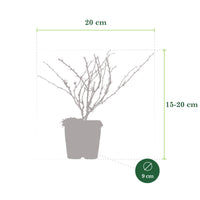3x Épine-vinette 'Natasza' rose