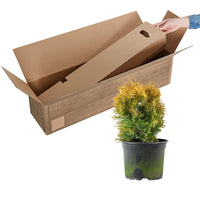 Thuya Thuja 'Sunny Smaragd'