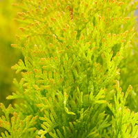 Thuya Thuja 'Sunny Smaragd'