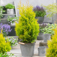 Thuya Thuja 'Sunny Smaragd'