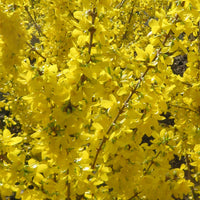 Forsythia 'Mikador' jaune