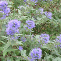 Caryoptéris 'Heavenly Blue' bleu