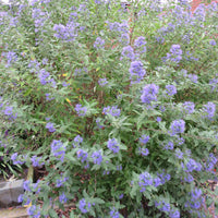 Caryoptéris 'Heavenly Blue' bleu