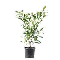Laurier-cerise 'Caucasica'