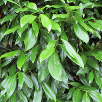 Laurier-cerise 'Caucasica'
