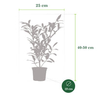 Laurier-cerise 'Caucasica'