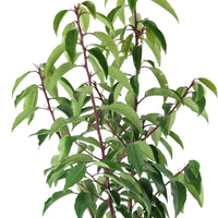 Laurier-cerise Prunus 'Angustifolia' vert