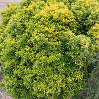 3x Fusain du Japon 'Microphyllus Aureovariegatus'