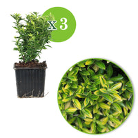 3x Fusain du Japon 'Microphyllus Aureovariegatus'