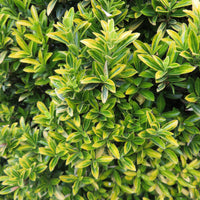 3x Fusain du Japon 'Microphyllus Aureovariegatus'