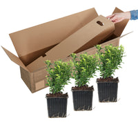3x Fusain du Japon 'Microphyllus Aureovariegatus'