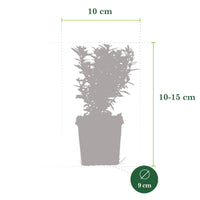 3x Fusain du Japon 'Microphyllus Aureovariegatus'