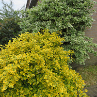 3x Fusain 'Emerald Gold' jaune
